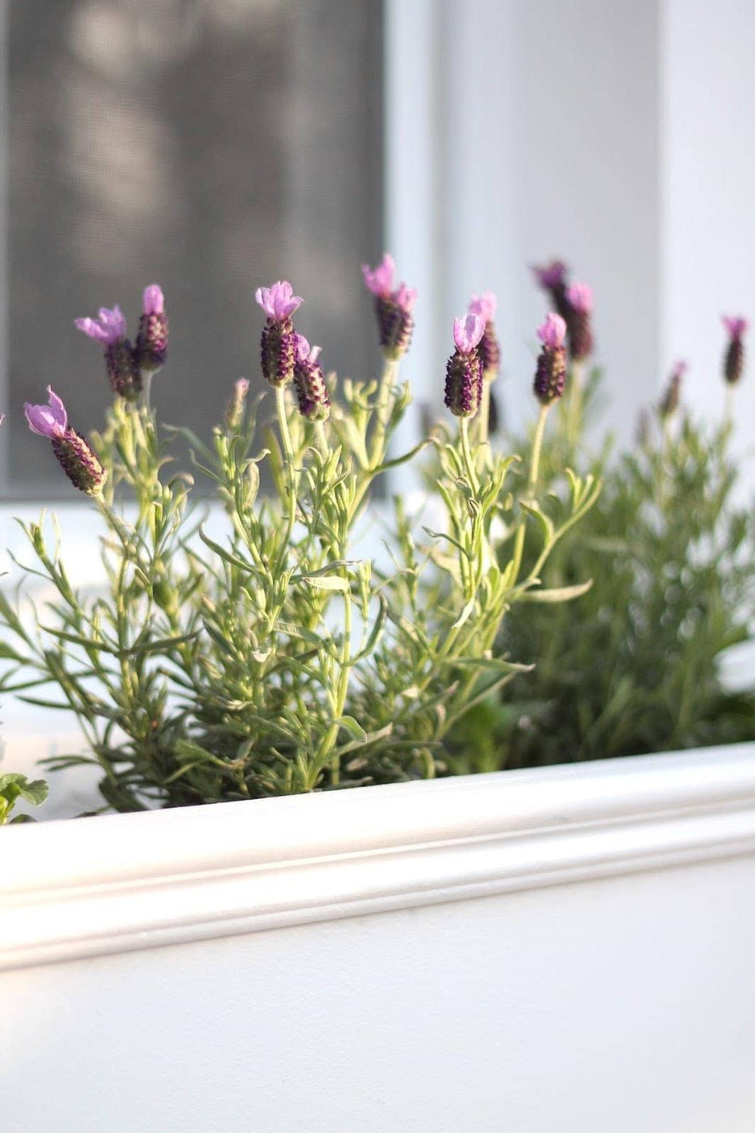 Ein selbstgebauter weißer Fensterkasten, gefüllt mit blühendem Lavendel.