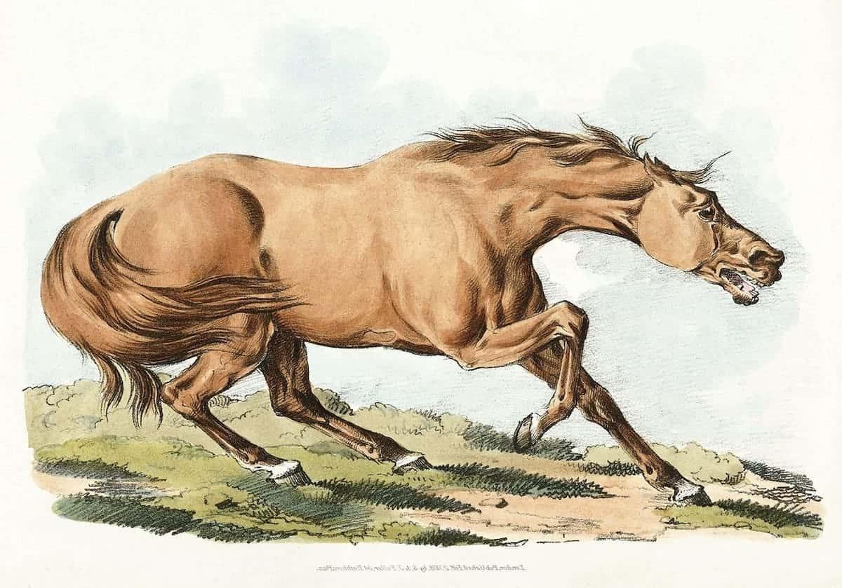 **Freie Kunstquellen** 14 Handgezeichnetes Bild eines Pferdes, das die Anmut und Kraft des Tieres einfängt.