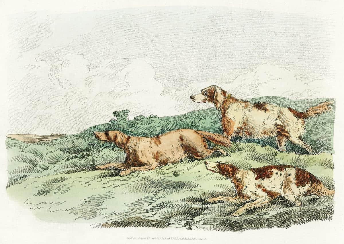 **Freie Kunstquellen** 15 Skizze von 3 Hunden im grünen Gras, die eine spielerische und lebendige Szene darstellt.