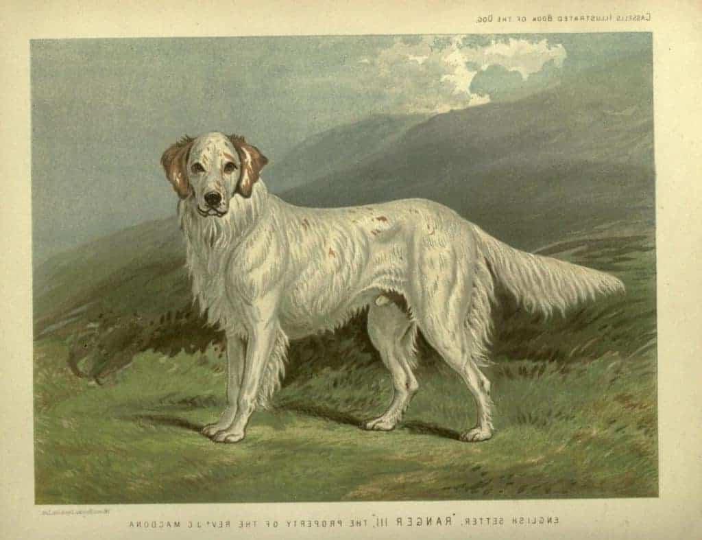 **Freie Kunstquellen** 16 English Setter mit Landschaft im Hintergrund, eine klassische Darstellung eines Jagdhundes in seiner natürlichen Umgebung.