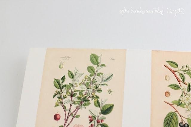 Wohnidee: Wie man botanische Kunst herstellt