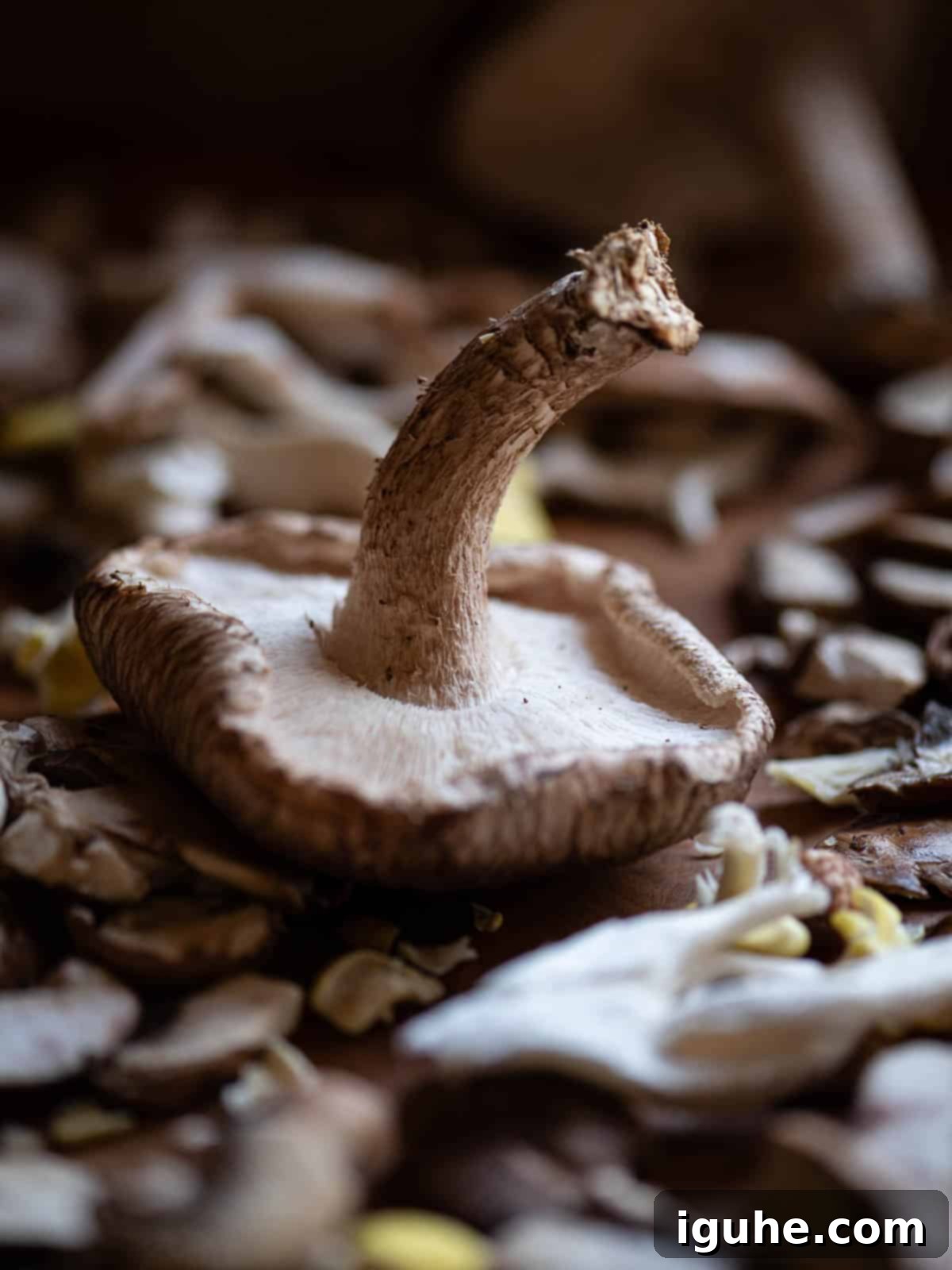 Rustic Wild Mushroom Toast 3 Close up of a Portobello mushrooms on a a bed of other mushrooms.